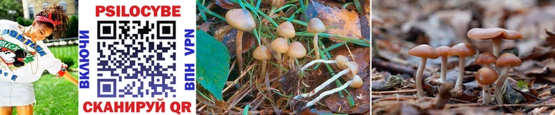 Псилоцибиновые грибы Psilocybine cubensis Цимлянск